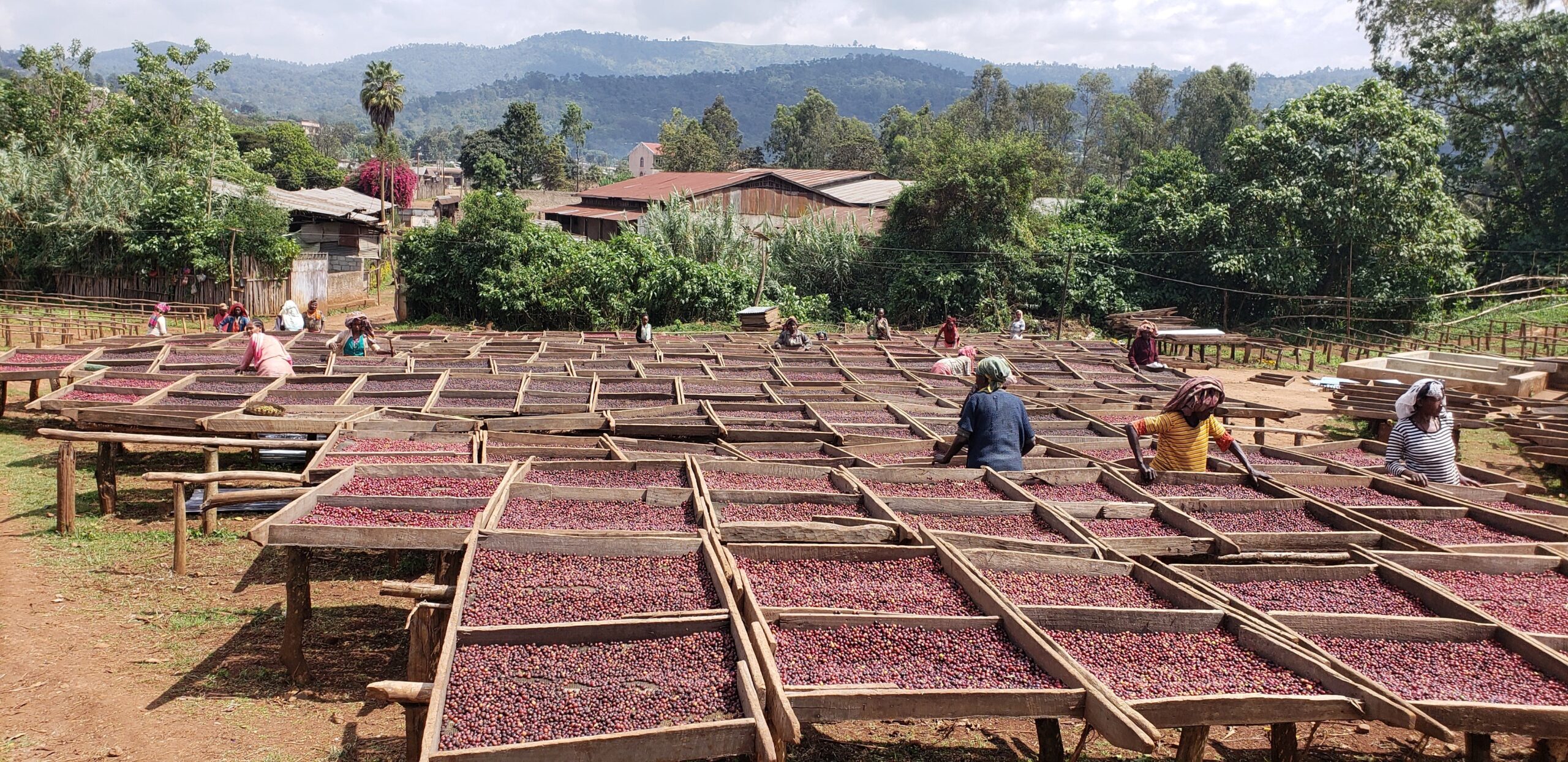 ETHIOPIE | West Arsi Nensebo – Mundayo Natural G1 – Image 6