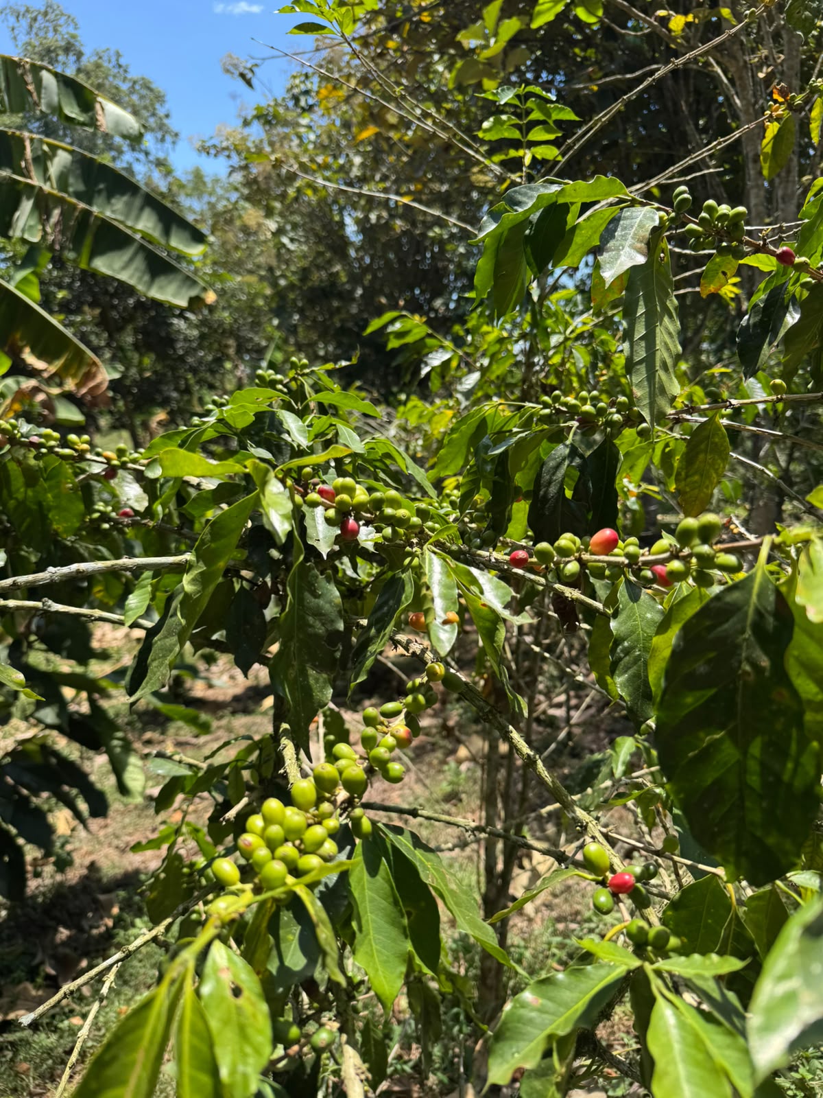 COLOMBIE | Bellavista Cinnamon Co-Fermented – Image 4