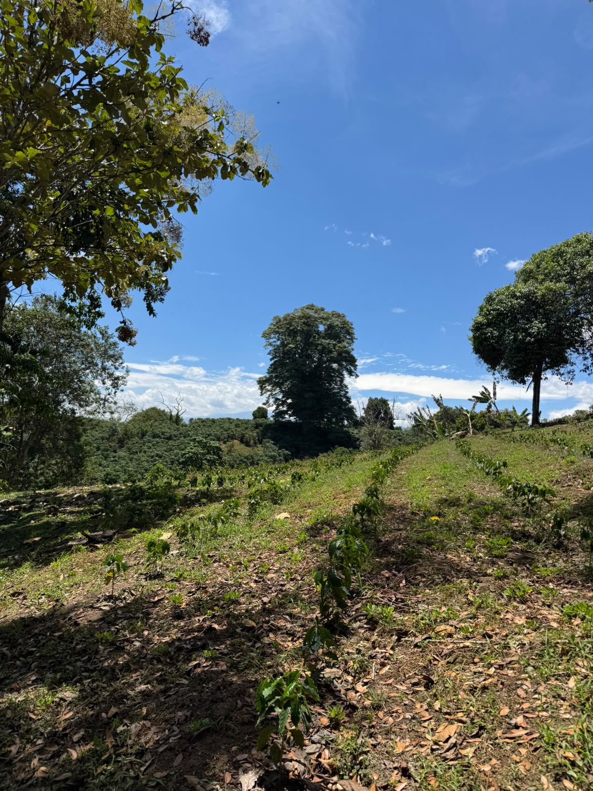 COLOMBIE | Bellavista Cinnamon Co-Fermented – Image 5