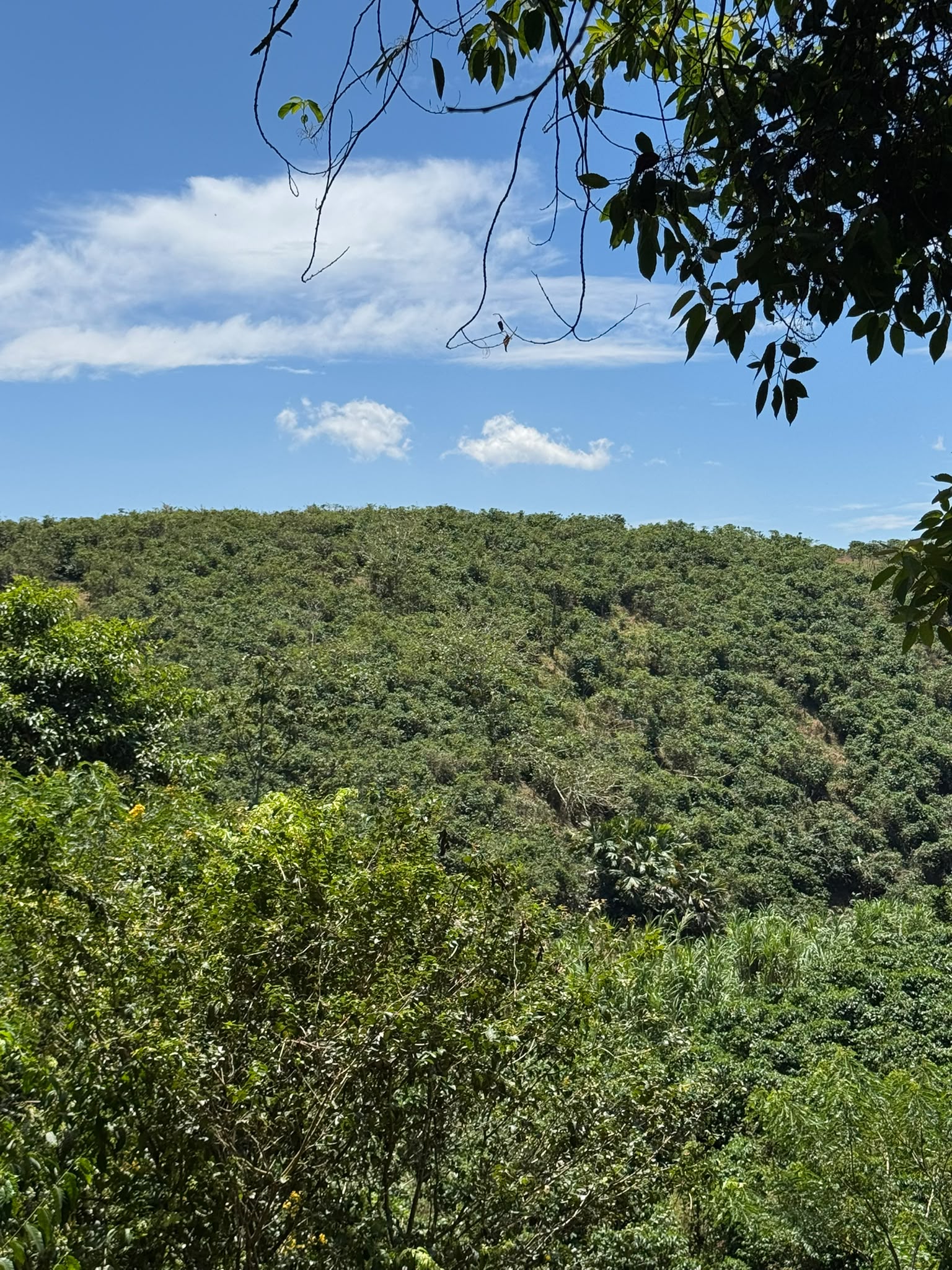 COLOMBIE | Bellavista Cinnamon Co-Fermented – Image 6